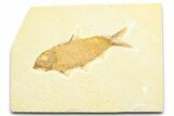 Detailed Fossil Fish (Knightia) - Wyoming #372353-1